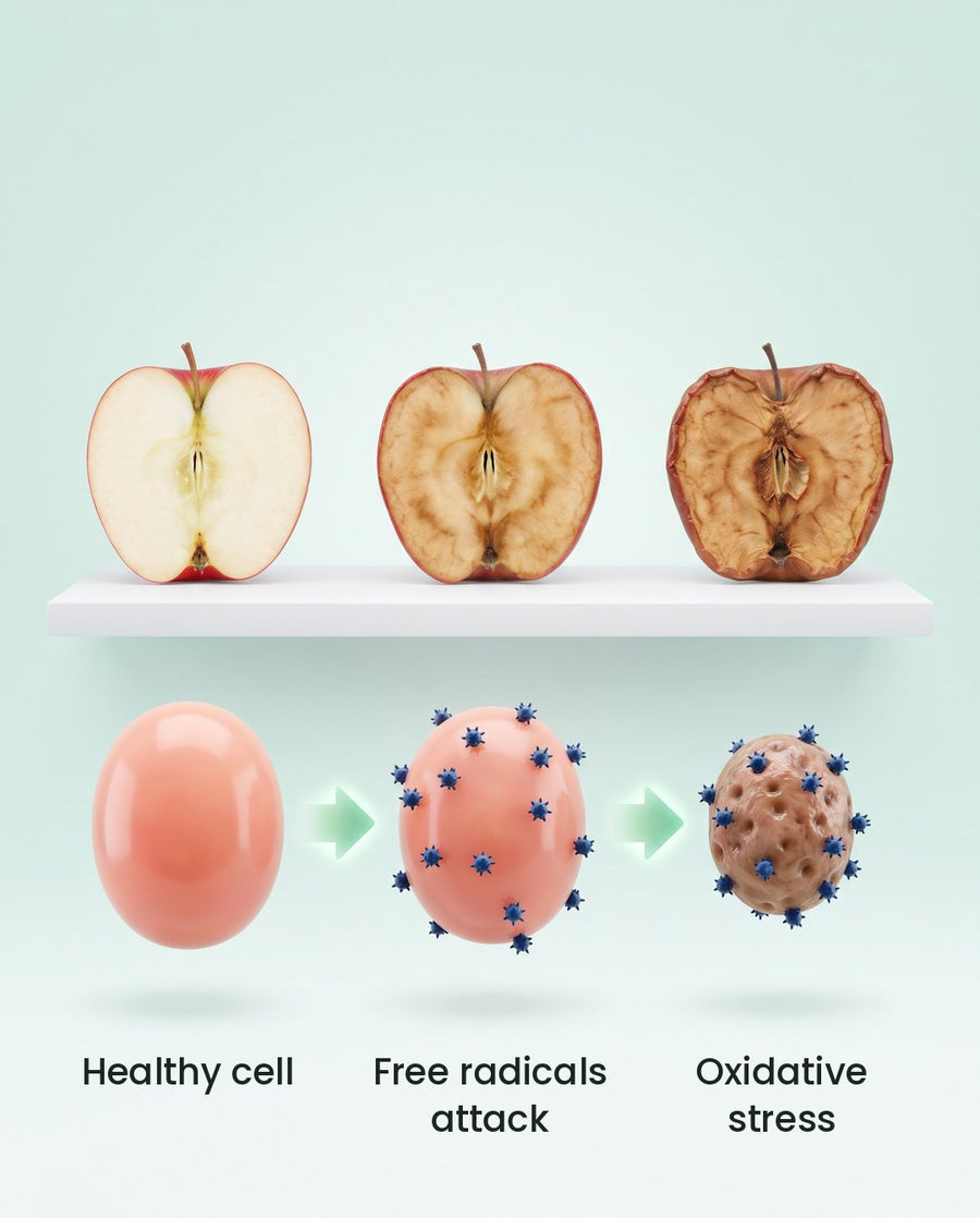 Illustration: a cut apple browning over time, above a healthy cell, a cell under attack from free radicals, and a cell with oxidative stress